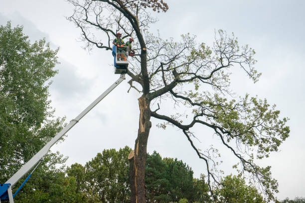 Best Tree Stump Removal  in USA